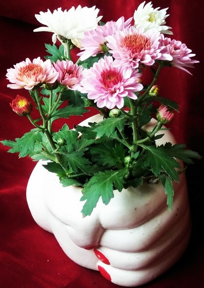 Green Atmosphere chrysanthemum