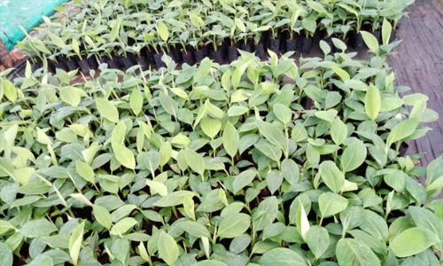 greenatmosphere