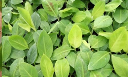 greenatmosphere
