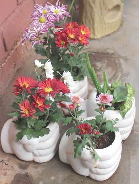 Green Atmosphere chrysanthemum