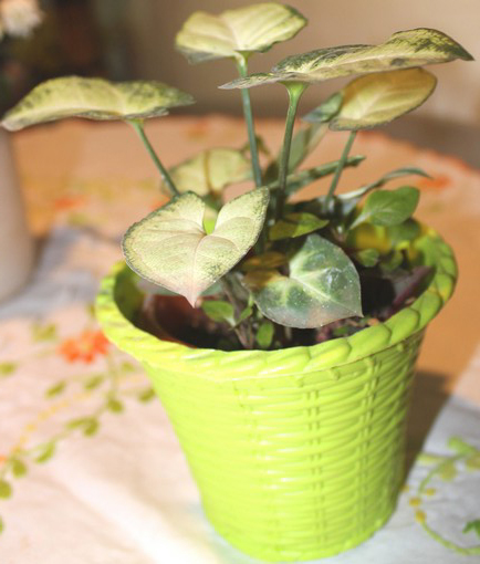 Green Atmosphere chrysanthemum