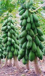 Red Lady Papaya
