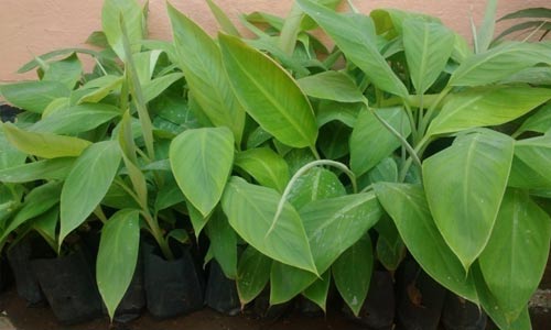 green atmosphere