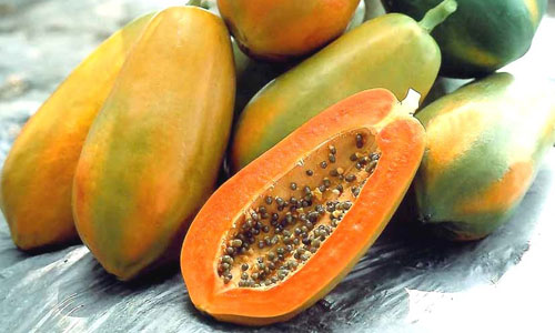 Red Lady Papaya