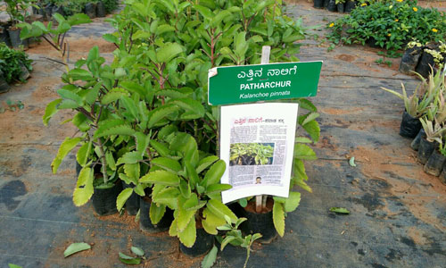 greenatmosphere