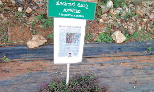 greenatmosphere