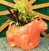 Green Atmosphere chrysanthemum