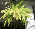 Green Atmosphere chrysanthemum