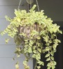 Green Atmosphere chrysanthemum