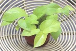 Green Atmosphere chrysanthemum