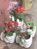 Green Atmosphere chrysanthemum